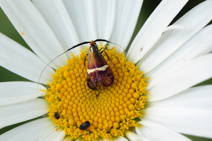 ID Adelidae - Adela australis